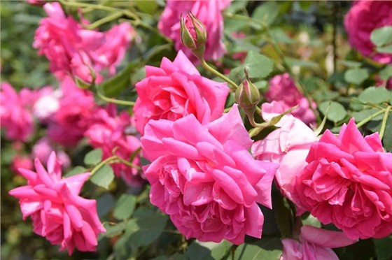 月季花如何养护