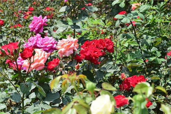 月季花如何养护