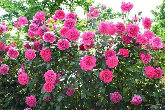 月季花如何养护