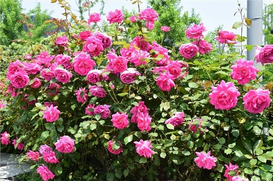 月季花如何养护