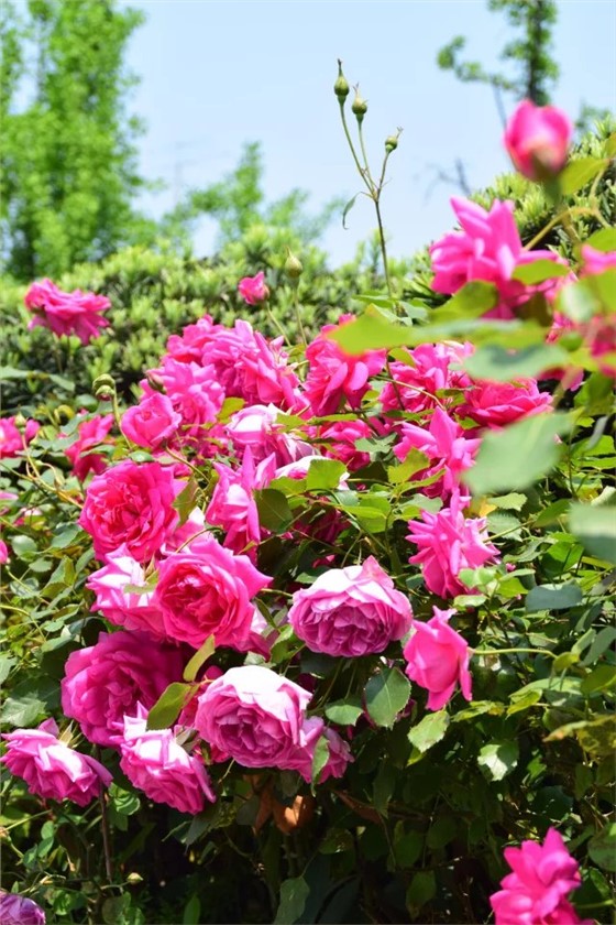 月季花如何养护