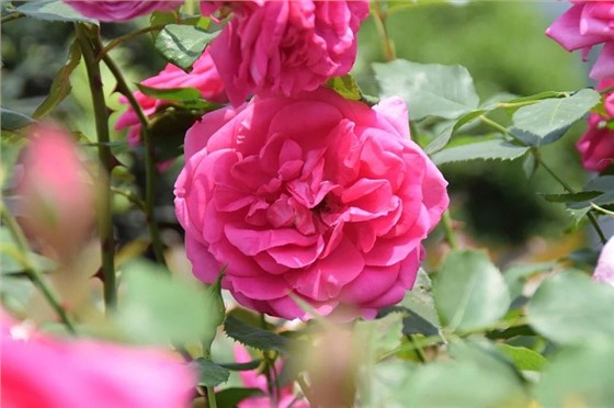 月季花如何养护