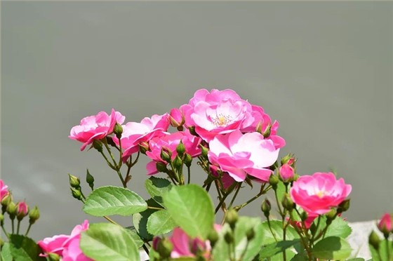 月季花如何养护