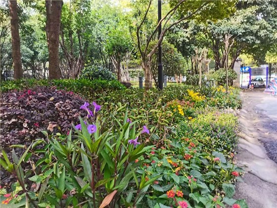 世纪新城东西门绿化改造工程 世纪新城东西门绿化改造工程