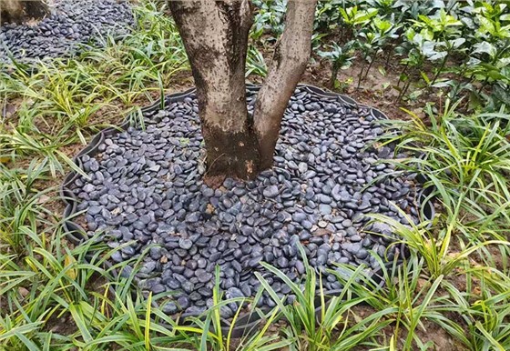 世纪新城东西门绿化改造工程 世纪新城东西门绿化改造工程